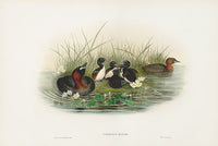 John Gould Birds Britain Dabchick - Panteek Antique Prints