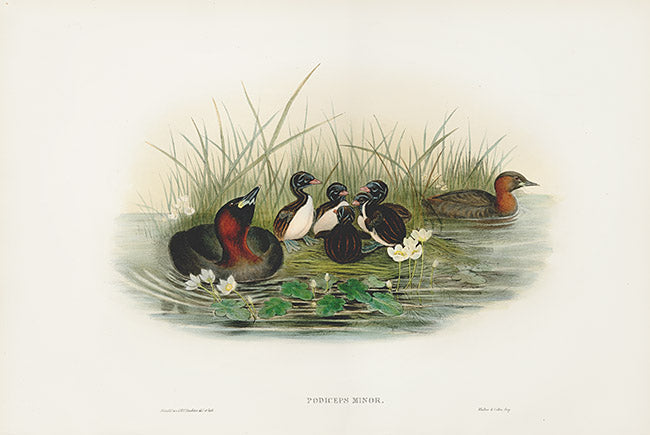John Gould Birds Britain Dabchick