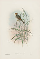 John Gould Birds Britain Dwarf Bunting - Panteek Antique Prints