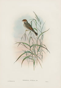 John Gould Birds Britain Dwarf Bunting - Panteek Antique Prints