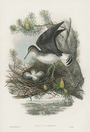 John Gould Birds Britain Green Sandpiper - Panteek Antique Prints