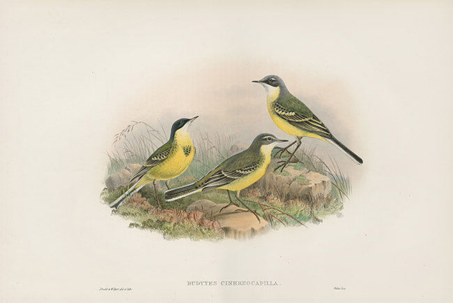 John Gould Birds Britain Grey-capped Wagtail