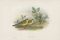 John Gould Birds Britain Grey-headed Wagtail - Panteek Antique Prints