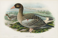 John Gould Birds Britain Grey Lag Goose - Panteek Antique Prints