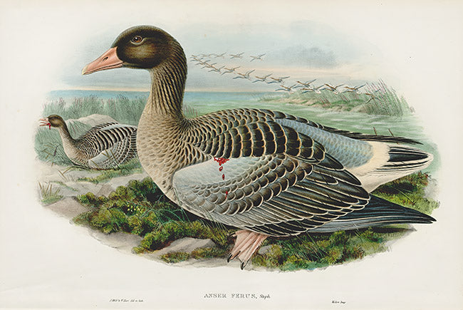 John Gould Birds Britain Grey Lag Goose
