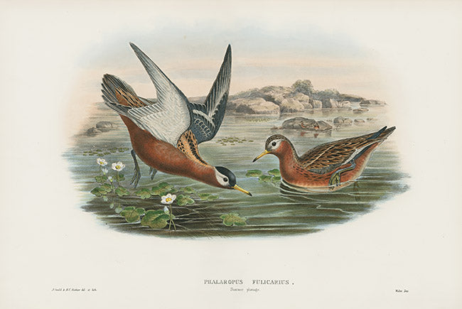 John Gould Birds Britain Grey Phalarope