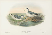 John Gould Birds Britain Grey Phalarope Winter - Panteek Antique Prints