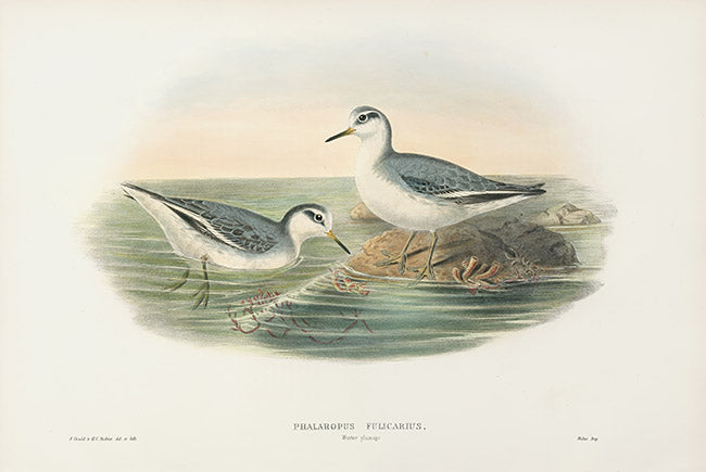 John Gould Birds Britain Grey Phalarope Winter