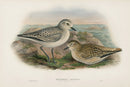 John Gould Birds Britain Grey Plover and Young - Panteek Antique Prints