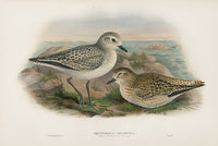 John Gould Birds Britain Grey Plover and Young - Panteek Antique Prints