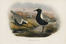 John Gould Birds Britain Grey Plover by WOLF - Panteek Antique Prints