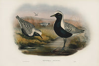 John Gould Birds Britain Grey Plover by WOLF - Panteek Antique Prints