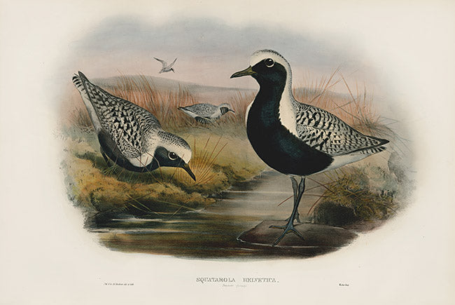 John Gould Birds Britain Grey Plover by WOLF