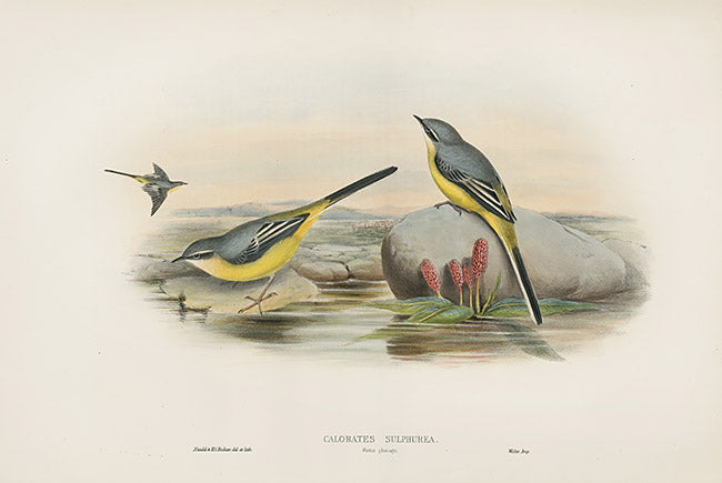 John Gould Birds Britain Grey Wagtail