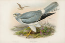 John Gould Birds Britain Hen Harrier - Panteek Antique Prints