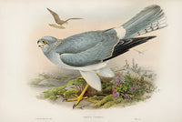 John Gould Birds Britain Hen Harrier - Panteek Antique Prints