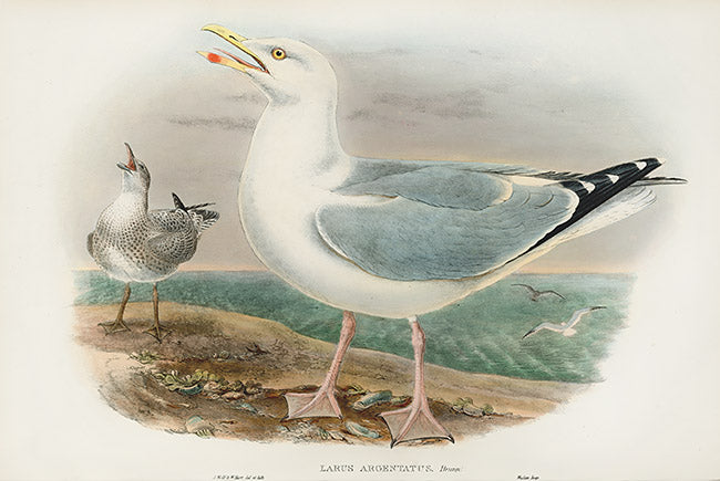 John Gould Birds Britain Herring Gull