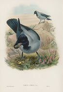 John Gould Birds Britain Hooded Crow - Panteek Antique Prints