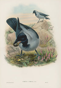 John Gould Birds Britain Hooded Crow - Panteek Antique Prints