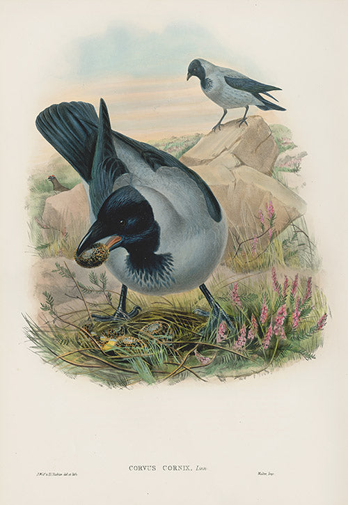 John Gould Birds Britain Hooded Crow