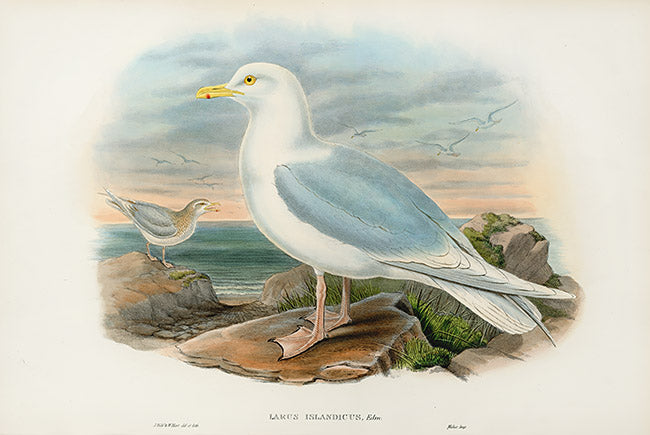 John Gould Birds Britain Iceland Gull