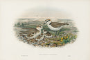 John Gould Birds Britain Kentish Plover - Panteek Antique Prints