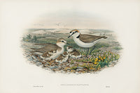 John Gould Birds Britain Kentish Plover - Panteek Antique Prints