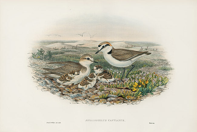 John Gould Birds Britain Kentish Plover
