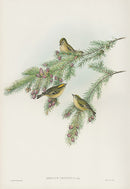 John Gould Birds Britain Kinglet - Panteek Antique Prints