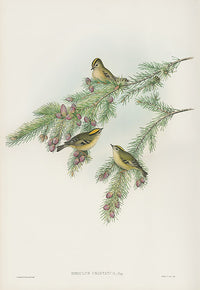 John Gould Birds Britain Kinglet - Panteek Antique Prints