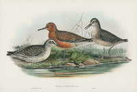 John Gould Birds Britain Knot - Panteek Antique Prints