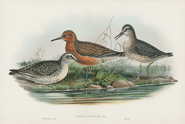 John Gould Birds Britain Knot