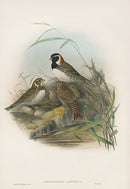 John Gould Birds Britain Lapland Bunting - Panteek Antique Prints