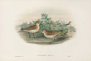 John Gould Birds Britain Little Stint - Panteek Antique Prints