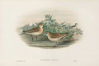 John Gould Birds Britain Little Stint - Panteek Antique Prints