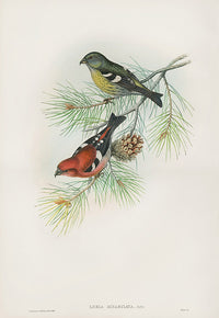 John Gould Birds Britain Loxia Bifasciata Original Print - Panteek Antique Prints