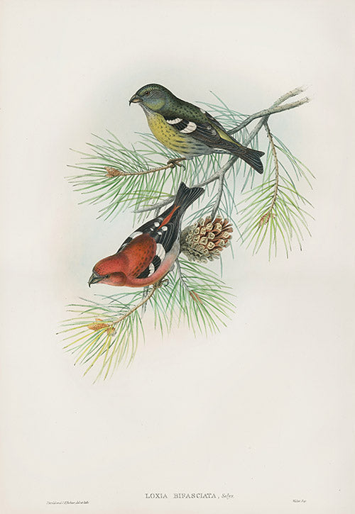 John Gould Birds Britain Loxia Bifasciata Original Print