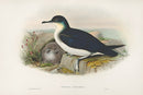 John Gould Birds Britain Manx Shearwater - Panteek Antique Prints