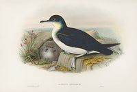 John Gould Birds Britain Manx Shearwater - Panteek Antique Prints