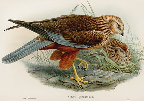 John Gould Birds Britain Marsh Harrier
