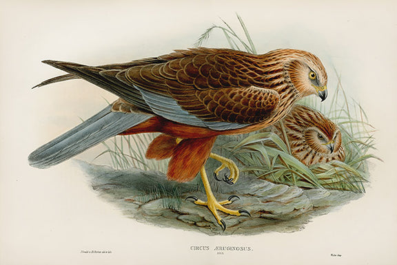 John Gould Birds Britain Marsh Harrier