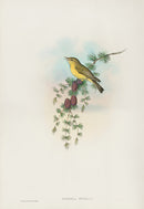 John Gould Birds Britain Melodious Warbler - Panteek Antique Prints