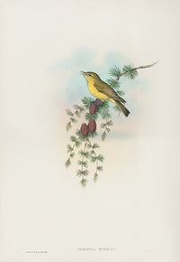 John Gould Birds Britain Melodious Warbler - Panteek Antique Prints