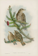 John Gould Birds Britain Missel Thrush - Panteek Antique Prints