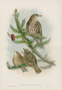 John Gould Birds Britain Missel Thrush - Panteek Antique Prints