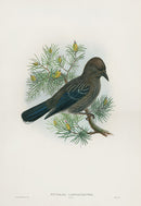 John Gould Birds Britain Nutcracker Young - Panteek Antique Prints