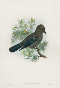 John Gould Birds Britain Nutcracker Young - Panteek Antique Prints