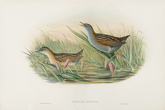 John Gould Birds Britain Olivaceous Crake