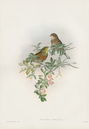 John Gould Birds Britain Ortolan Bunting - Panteek Antique Prints