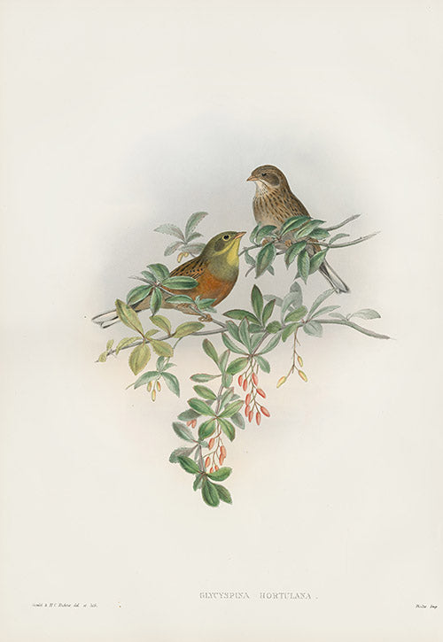 John Gould Birds Britain Ortolan Bunting